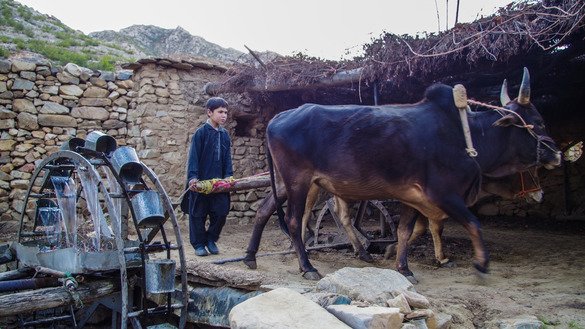 A child follows two oxen to keep the water running in the irrigation system. [Alamgir Khan]