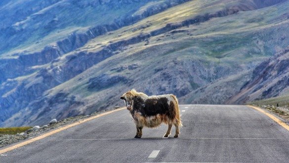 An animal crosses the road near the top of Khunjerab Pass in September. [Alamgir Khan]