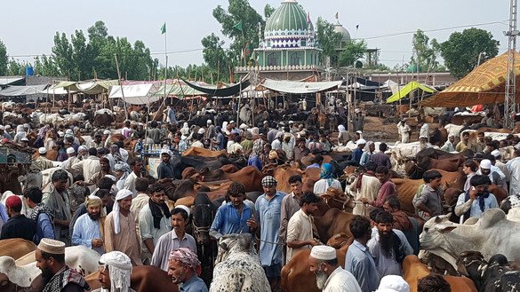 31 جولائی کو پاکستانی پشاور کے قریب عید الاضحیٰ کے لیے جانوروں کی خریدوفروخت کر رہے ہیں۔ [شہباز بٹ]