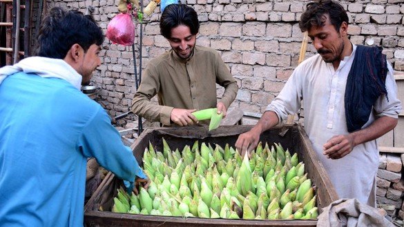 Street vendors fill a hand cart with freshly harvested corn in Peshawar October 31. [Adeel Saeed]
