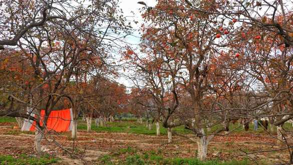 جاپانی پھل کا ایک باغ 3 دسمبر کو ضلع مہمند میں دکھایا گیا ہے۔ [عالمگیر خان]