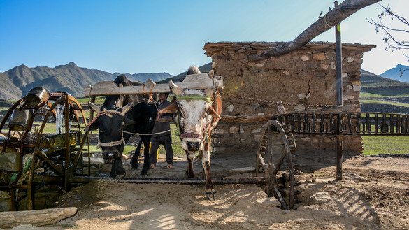 A pair of oxen drive a Persian water wheel, a technology developed centuries ago. It was commonly used in Pakistan, mainly in the Federally Administered Tribal Areas (FATA), for many years but has largely vanished from the landscape. [Alamgir Khan]