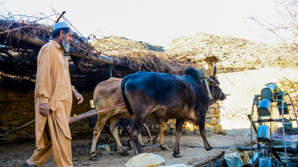 Nowadays, tube wells mostly have replaced Persian wheels, but the wheels still exist in small numbers in Mohmand Agency and other tribal areas. [Alamgir Khan]