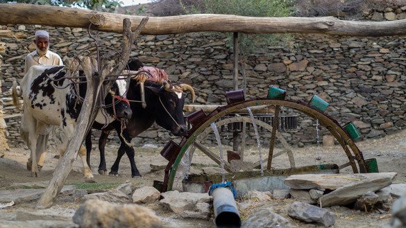 مہمند ایجنسی میں ایک کسان اپنی فصل کے لیے پانی نکالنے کے لیے دو بیلوں کو چلا رہا ہے۔ ]عالمگیر خان[