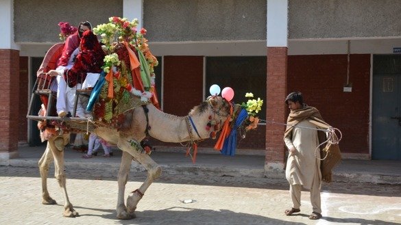 Tribal schoolgirls ride a camel during the Mohmand Sports Youth and Cultural Festival February 22. [Alamgir Khan]