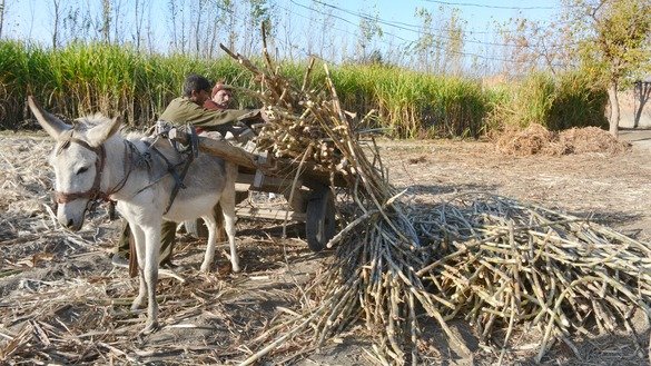 A farmer loads sugarcane onto a donkey cart in January in Charsadda District. [Alamgir Khan]