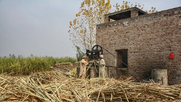 Two farmers crush sugarcane in a traditional mill to extract juice for gur in January in Charsadda District. [Alamgir Khan]