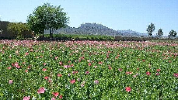 A poppy field in Mohmand Agency can be seen April 1. [Alamgir Khan]