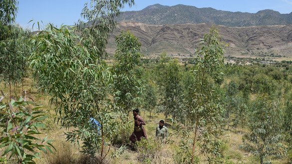 KP forest department guards walk through a tree plantation in Heroshah District May 17. [Farooq Naeem/AFP]