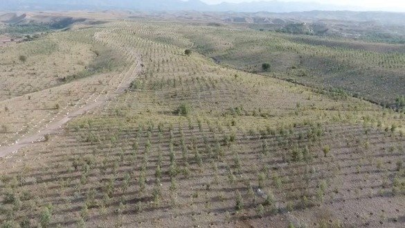 Trees planted on the outskirts of Peshawar are shown in this July 2017 aerial view. [Billion Tree Tsunami Afforestation Project]
