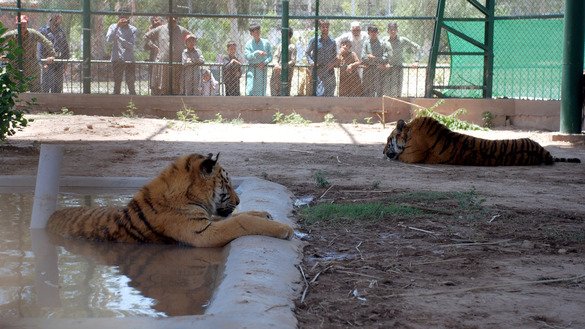 Despite animal deaths, Peshawar Zoo sees thousands of visitors