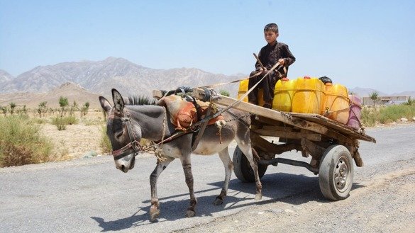 A boy carries water on a donkey cart in Baizai Tehsil, Mohmand District, in July. [Alamgir Khan]