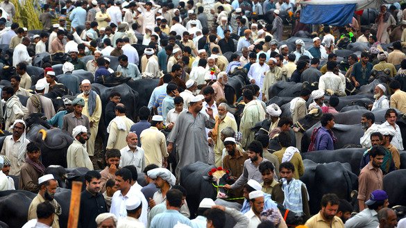 مقامی باشندے پشاور 11 اگست کو پشاور کے مضافات میں نصیرپور میں مویشی منڈی میں قربانی کے جانور خریدنے کے لیے جمع ہیں۔ [شہباز بٹ]