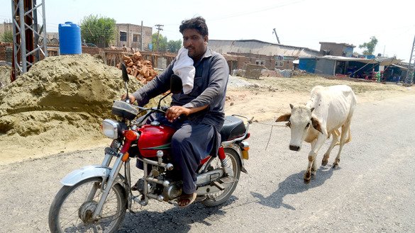 A man on a bike leads a cow on Ring Road, near the animal market in Peshawar, August 11. [Shahbaz Butt]
