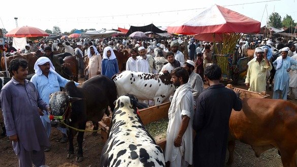 مقامی باشندے 11 اگست کو پشاور کے مضافات میں نصیر پور میں منڈی میں مویشی دیکھتے ہوئے۔ [شہباز بٹ]