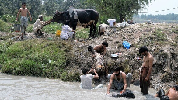 31 جولائی کو پشاور کی منڈی میں لے جانے سے قبل مالکان اپنے جانوروں کو نہلا رہے ہیں۔ [شہباز بٹ]