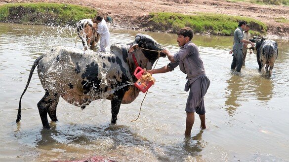 31 جولائی کو پشاور کے قریب ایک شخص مویشی منڈی میں لے جانے سے قبل اپنے بیل کو دھو رہا ہے۔ [شہباز بٹ]