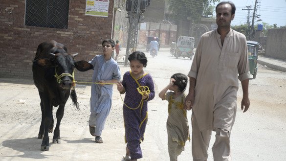 A girl leads a cow down a street near Peshawar on July 31. [Shahbaz Butt]