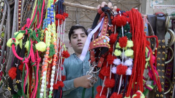 A youngster selects decorations for  sacrificial animals at a roadside stall in the Zargarabad area of Peshawar city on July 31. [Shahbaz Butt]