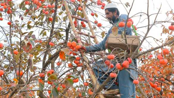 A farmer in Mohmand District picks persimmons December 3. [Alamgir Khan]