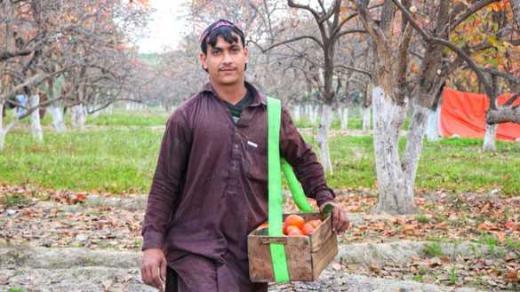 A young man sells persimmons in Mohmand District December 3. [Alamgir Khan]