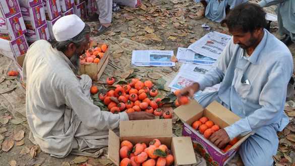 Farmers in Mohmand District pack persimmons before sending them to the market December 3. [Alamgir Khan]