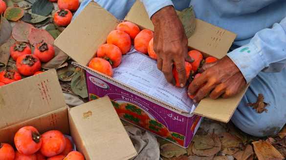 Farmers put persimmons in boxes on December 3 in Mohmand District. [Alamgir Khan]
