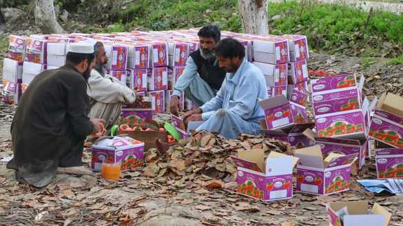 Farmers pack persimmons in an orchard in Mohmand District December 3. [Alamgir Khan]