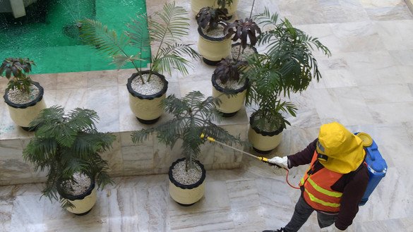 A worker sprays disinfectant on plants March 22 in Peshawar. [Shahbaz Butt] 